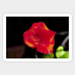 Red rose blossom with yellow parts Sticker